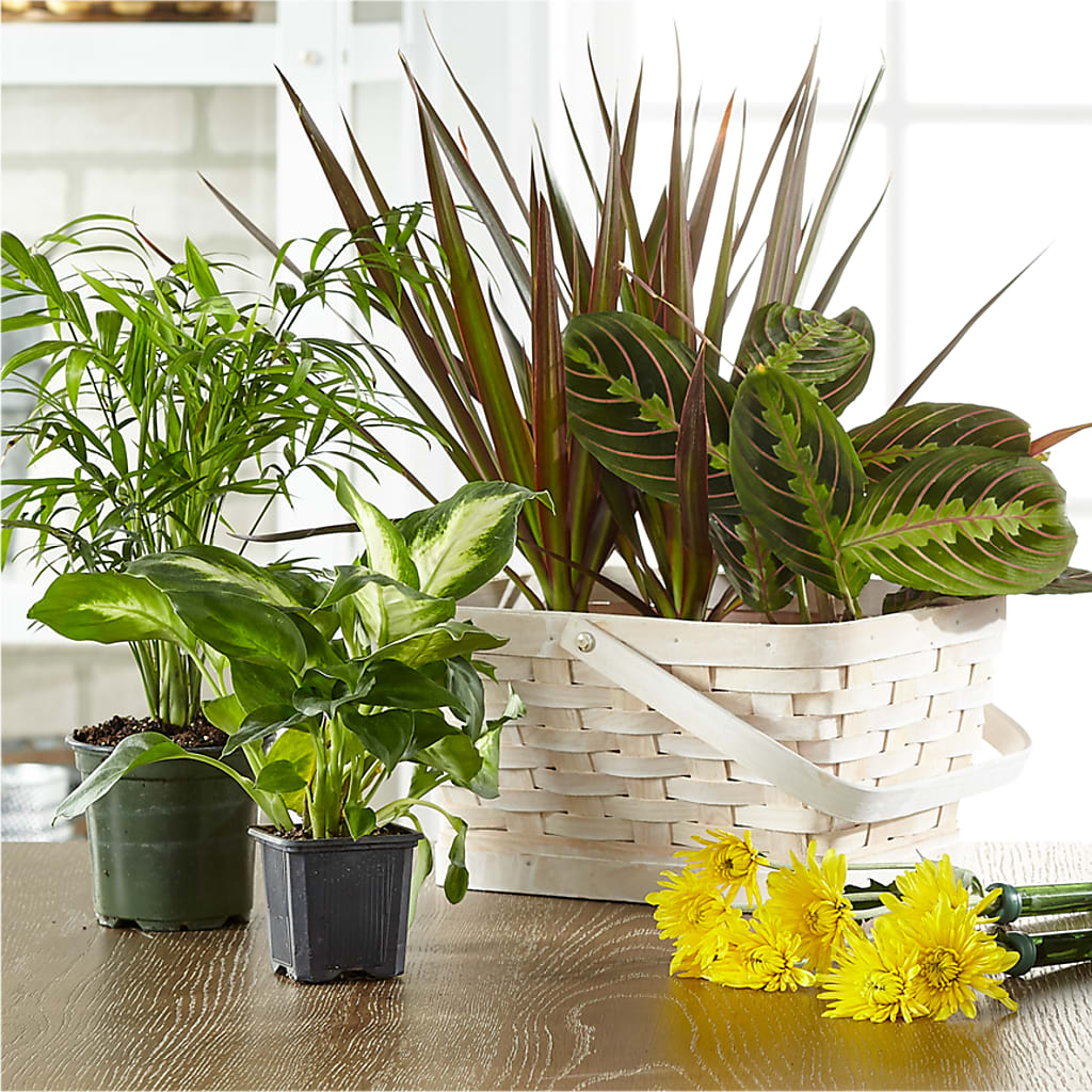 Florist Designed Blooming and Green Plants in a Basket – Blooms By The Lake, Lake Arthur LA