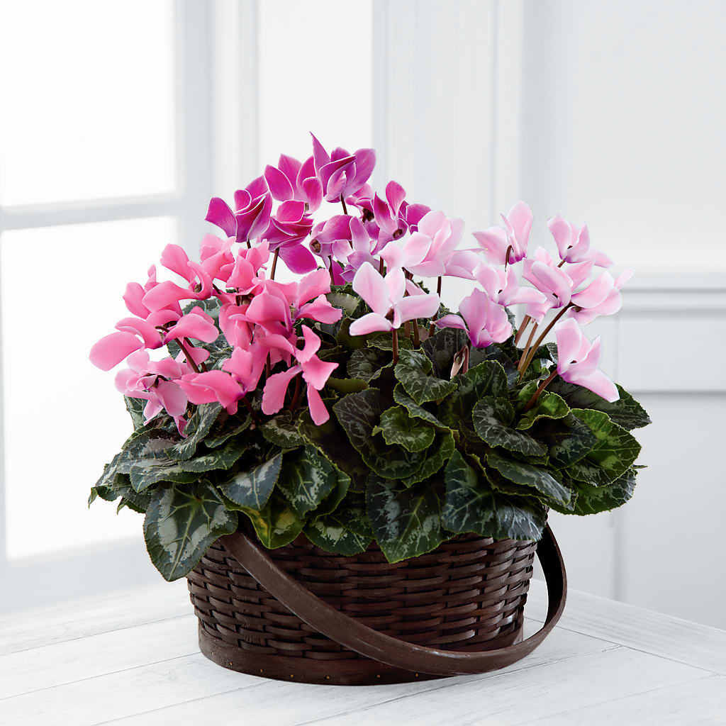 Mixed Cyclamen Planter – Blooms By The Lake, Lake Arthur LA