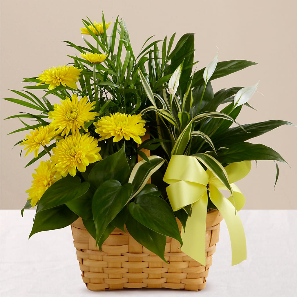 Loving Light Dishgarden – Blooms By The Lake, Lake Arthur LA