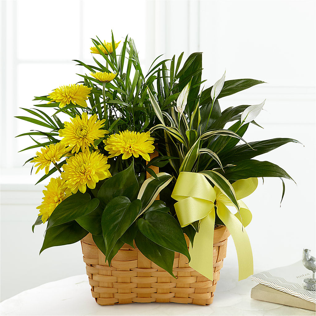Loving Light Dishgarden – Blooms By The Lake, Lake Arthur LA