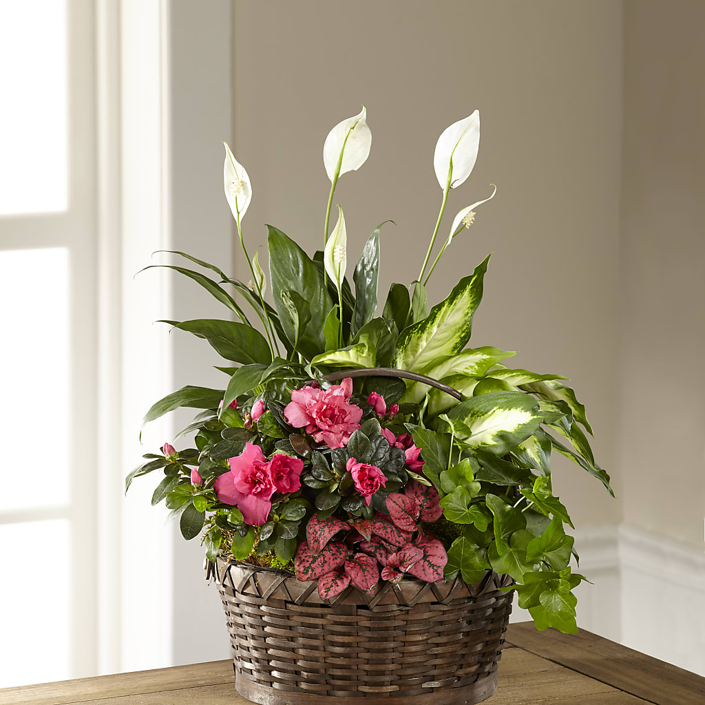 Dream in Pink Dishgarden – Blooms By The Lake, Lake Arthur LA
