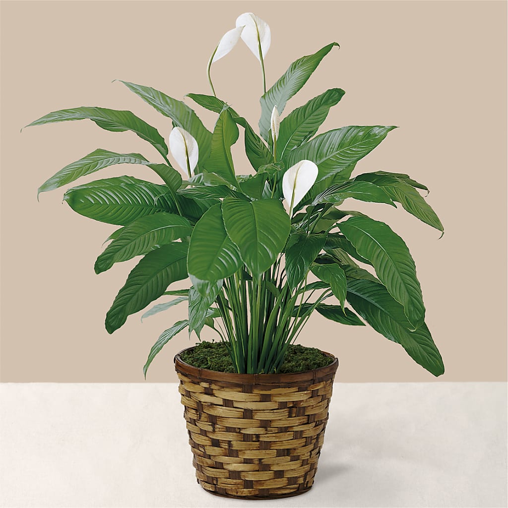 Tranquil Moments Peace Lily Plant – Blooms By The Lake, Lake Arthur LA