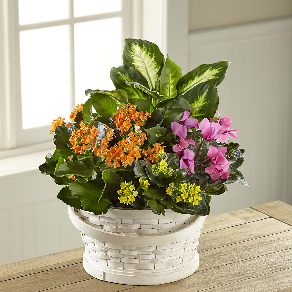 Color Crush Dishgarden – Blooms By The Lake, Lake Arthur LA