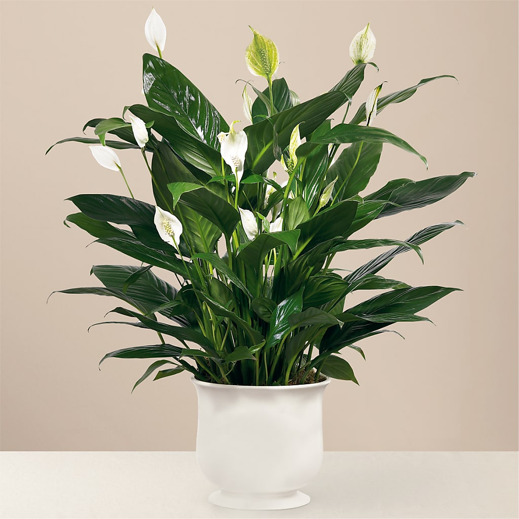 Comfort Planter – Blooms By The Lake, Lake Arthur LA