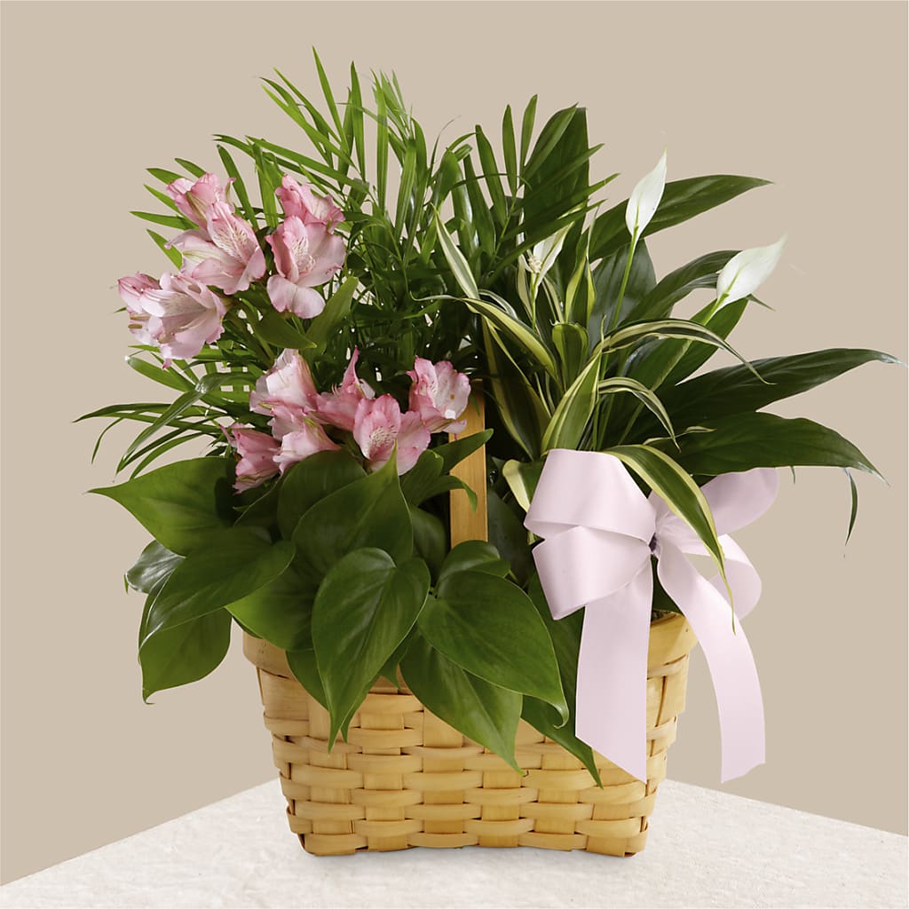 Living Spirit Dishgarden – Blooms By The Lake, Lake Arthur LA