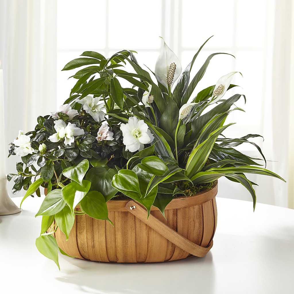 Serene Dishgarden – Blooms By The Lake, Lake Arthur LA