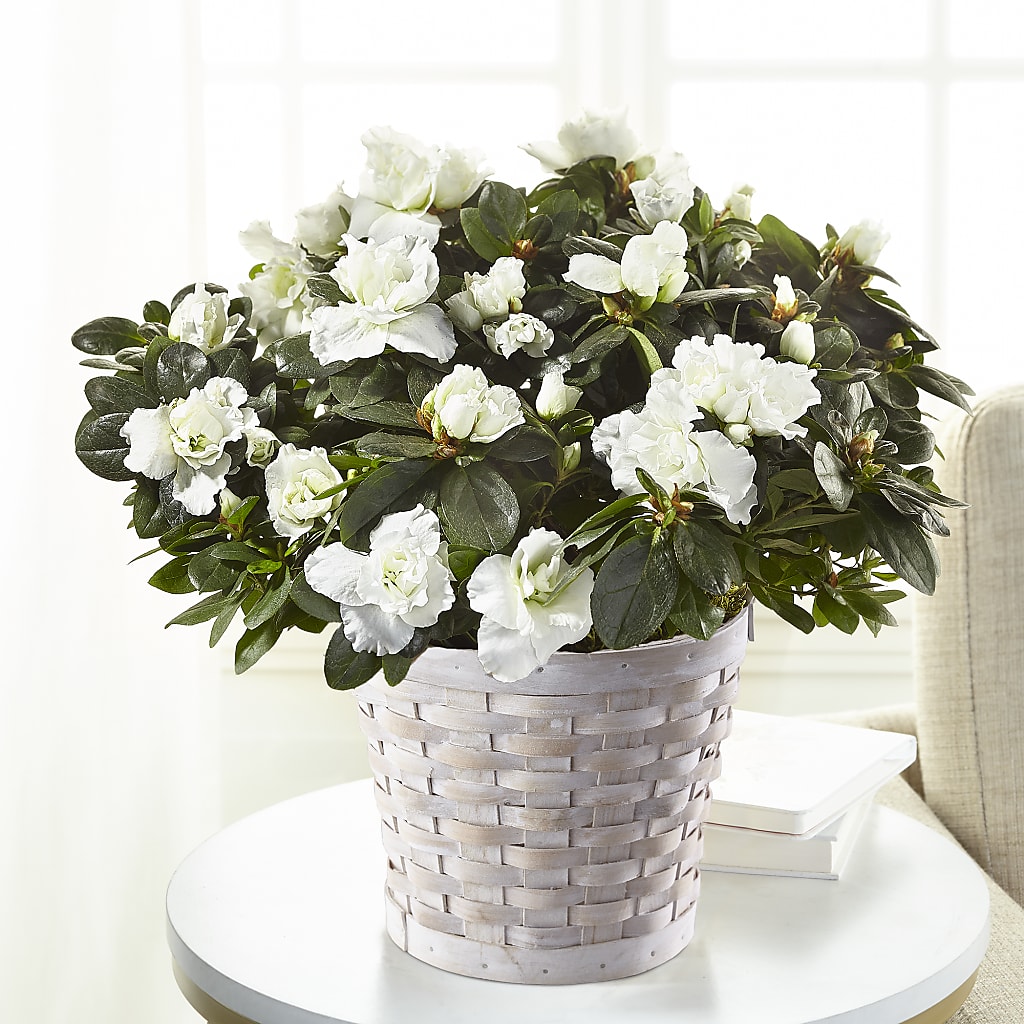 White Azalea Plant – Blooms By The Lake, Lake Arthur LA
