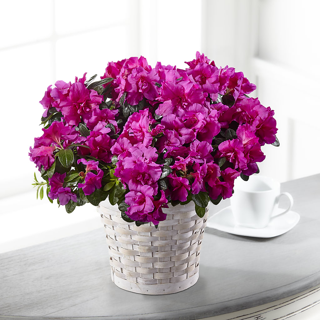 Hope & Serenity Azalea Plant – Blooms By The Lake, Lake Arthur LA