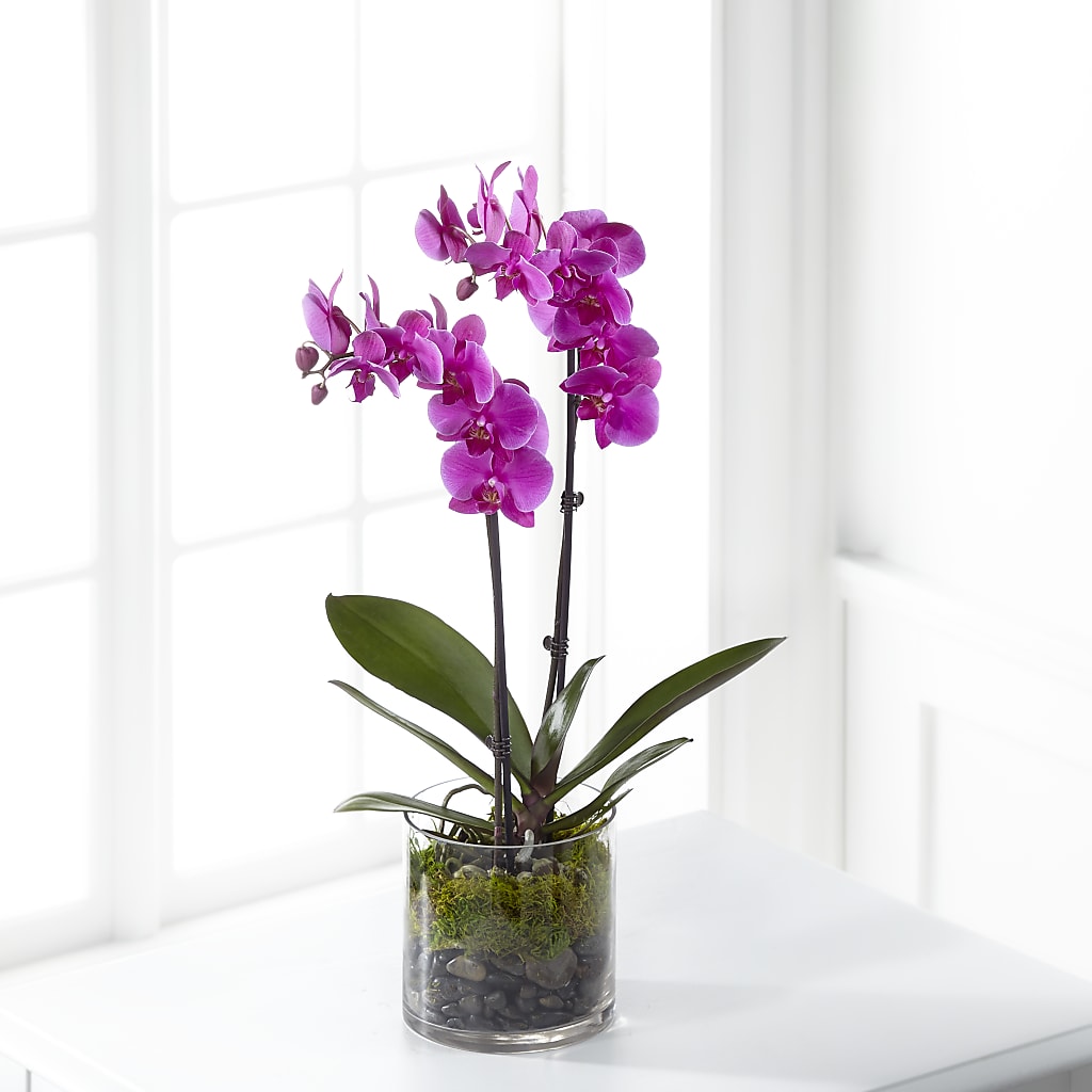 Pink Orchid Plant – Blooms By The Lake, Lake Arthur LA