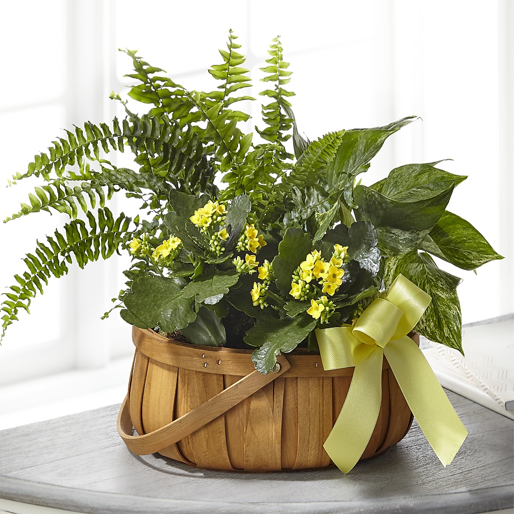 Always Dear Dishgarden – Blooms By The Lake, Lake Arthur LA