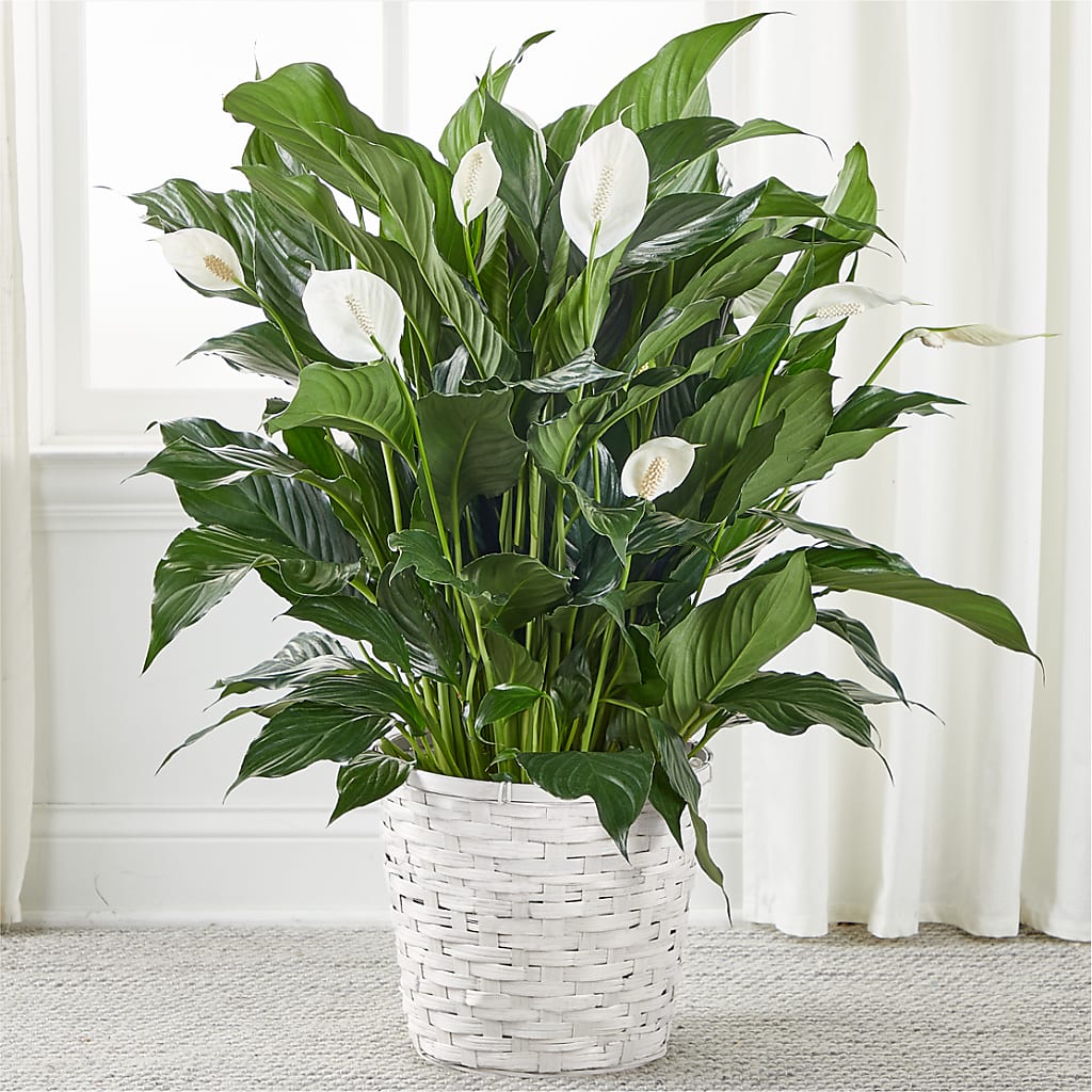 A New Leaf Peace Lily – Blooms By The Lake, Lake Arthur LA