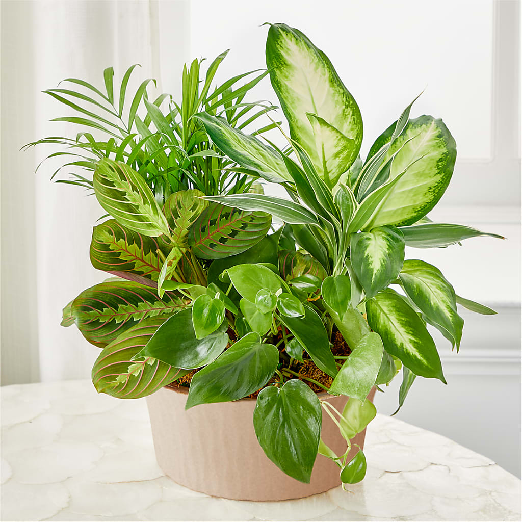 Balance & Harmony Dishgarden – Blooms By The Lake, Lake Arthur LA