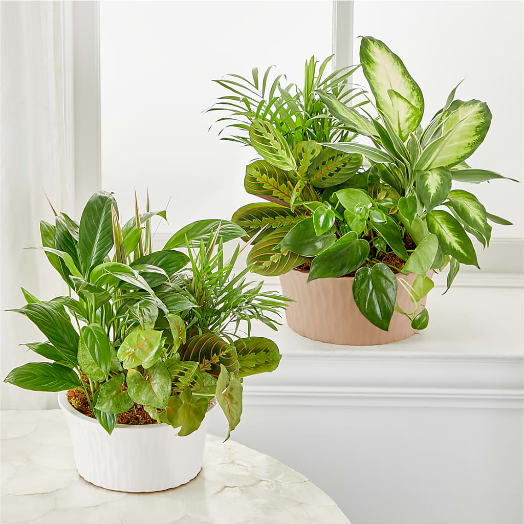 Balance & Harmony Dishgarden – Blooms By The Lake, Lake Arthur LA