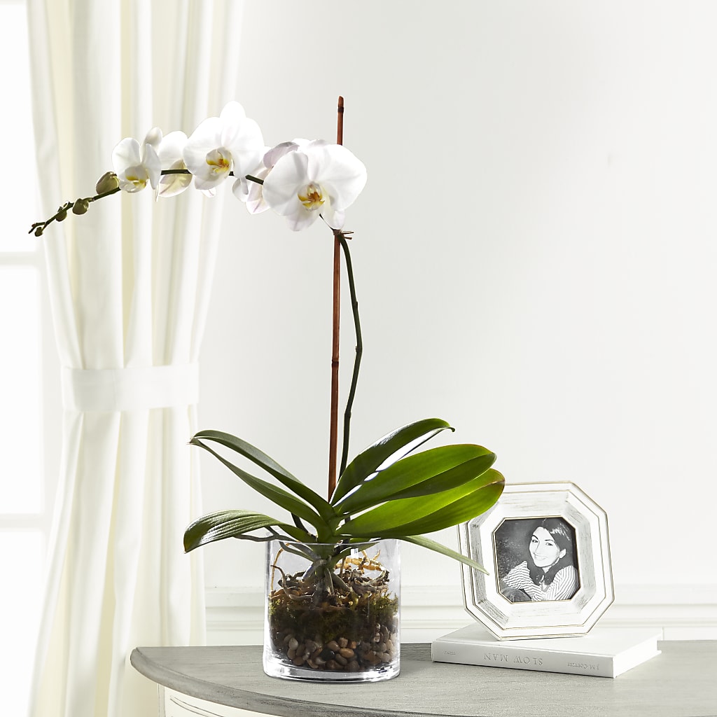 White Orchid Planter – Blooms By The Lake, Lake Arthur LA