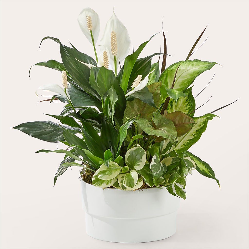 Radiating Positivity Dishgarden – Blooms By The Lake, Lake Arthur LA