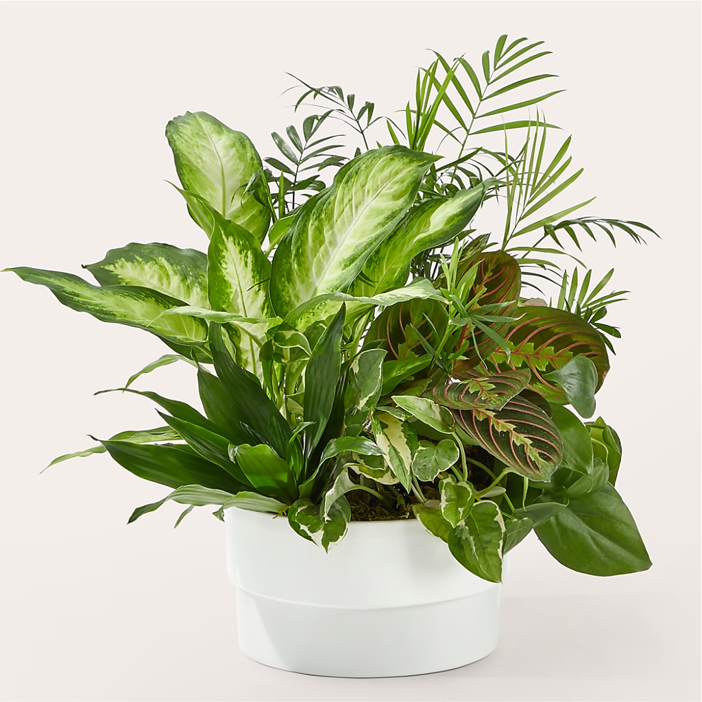 Radiating Positivity Dishgarden – Blooms By The Lake, Lake Arthur LA