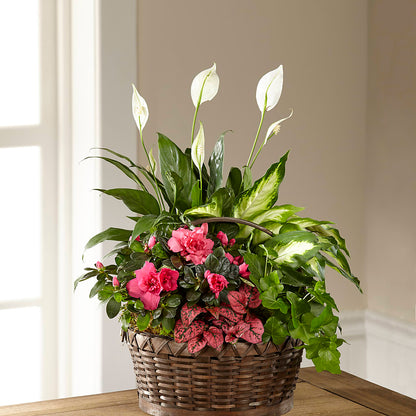 Dream in Pink Dishgarden –  Blooms By The Lake, Lake Arthur LA