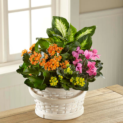 Color Crush Dishgarden –  Blooms By The Lake, Lake Arthur LA