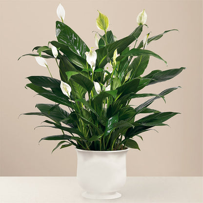 Comfort Planter –  Blooms By The Lake, Lake Arthur LA