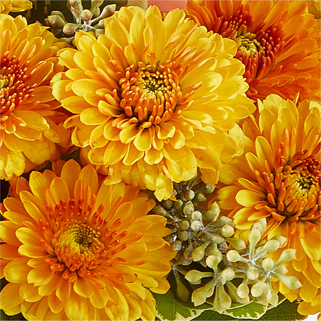 Peachy Pumpkin –  Blooms By The Lake, Lake Arthur LA