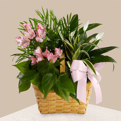 Living Spirit Dishgarden –  Blooms By The Lake, Lake Arthur LA