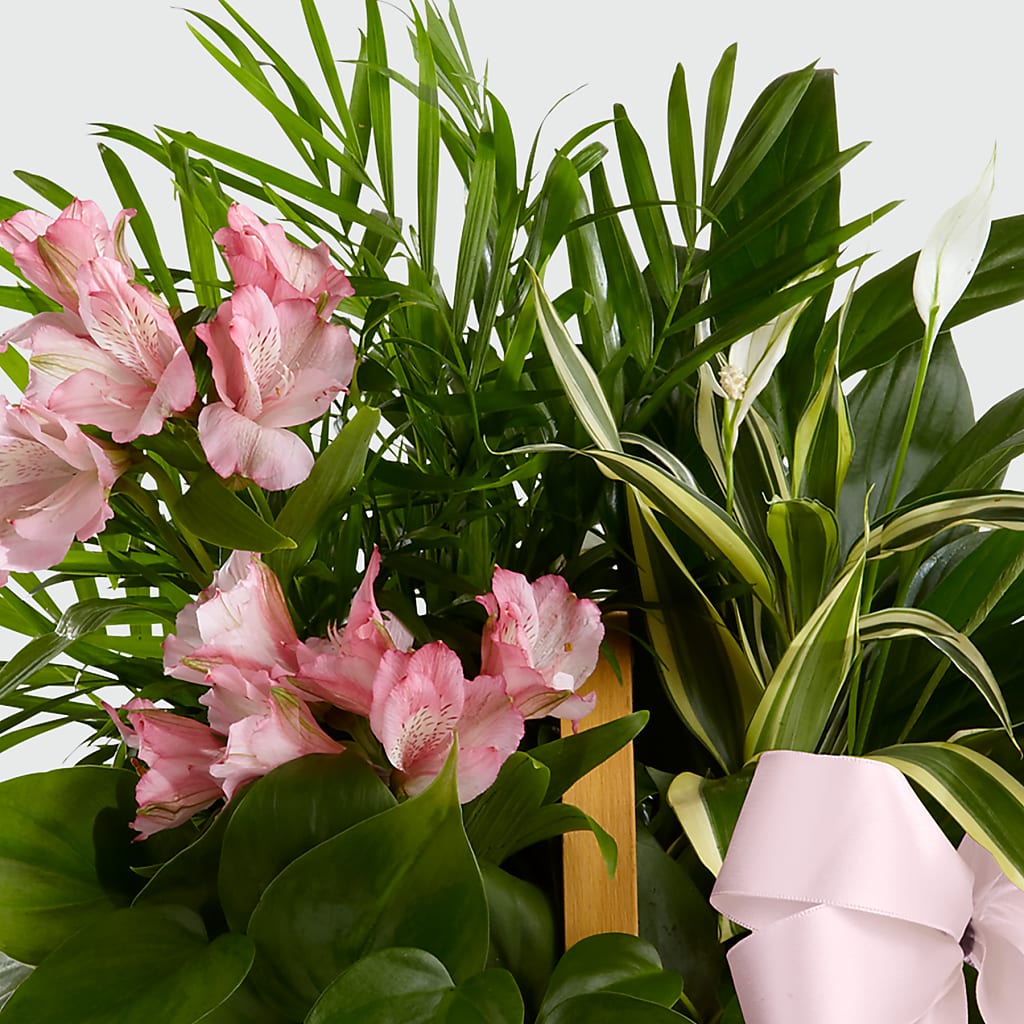 Living Spirit Dishgarden –  Blooms By The Lake, Lake Arthur LA