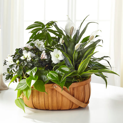 Serene Dishgarden –  Blooms By The Lake, Lake Arthur LA