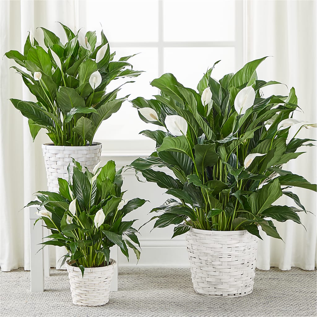 A New Leaf Peace Lily –  Blooms By The Lake, Lake Arthur LA
