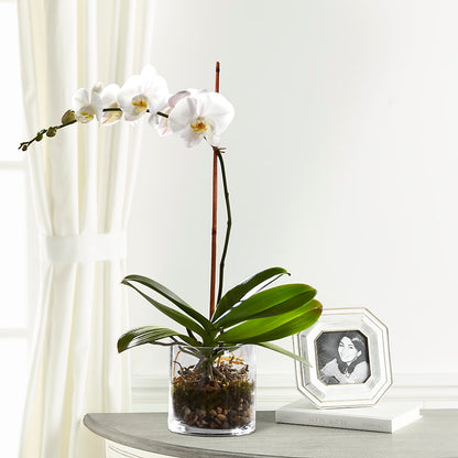 White Orchid Planter –  Blooms By The Lake, Lake Arthur LA